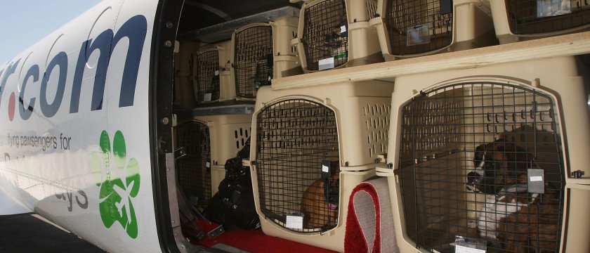 Отсек для животных в самолете