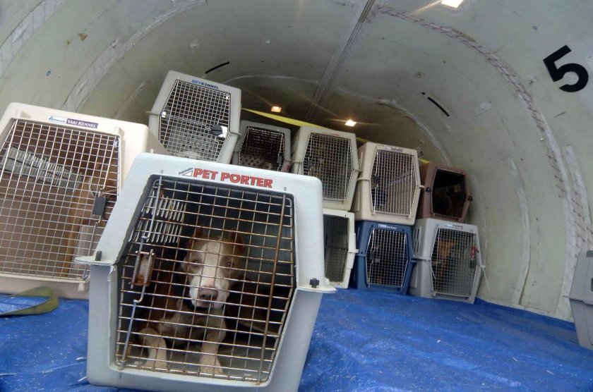 Багажный отсек для животных