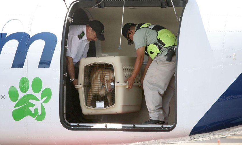 Багажное отделение в самолете для животных