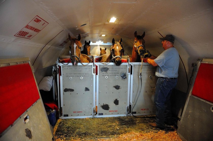 Отсек для животных в самолете