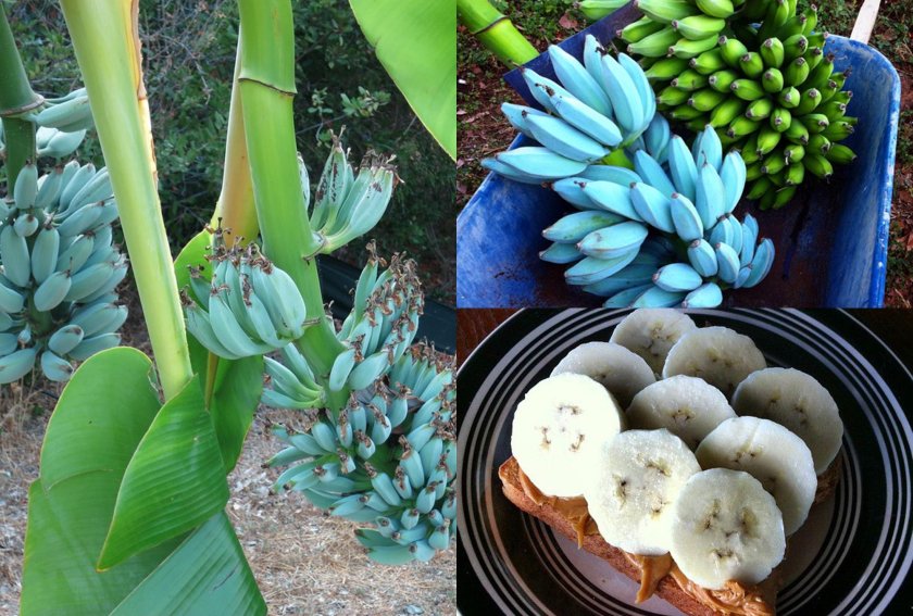 Бананы Блю Ява