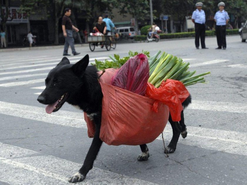 Пакеты для собак