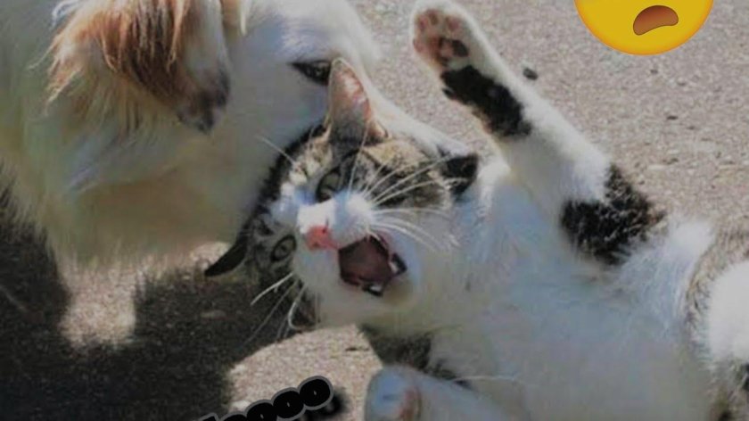 Коты демотиваторы