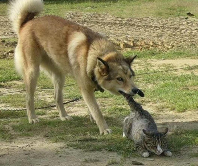 Смешной волк