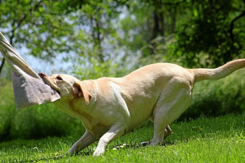 Перетягивание с собакой