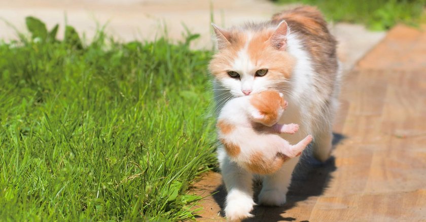 Кошка несет котенка