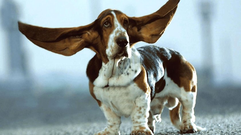 Бассет хаунд