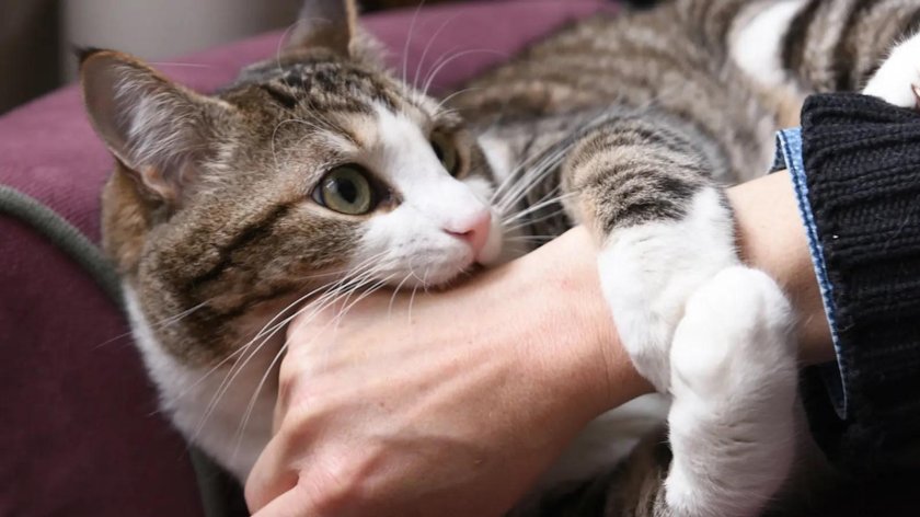 Кот кусает руку