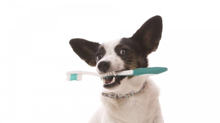 Зубная щётка для собак