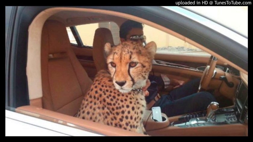 Гепард Дубай