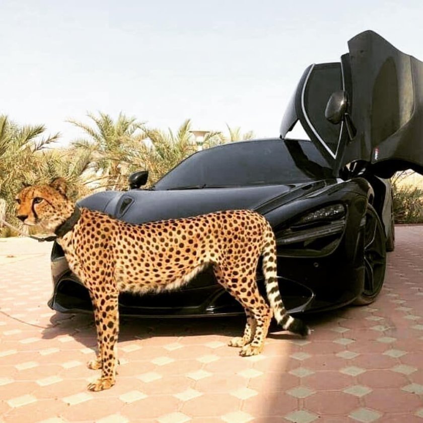 Гепард Дубай