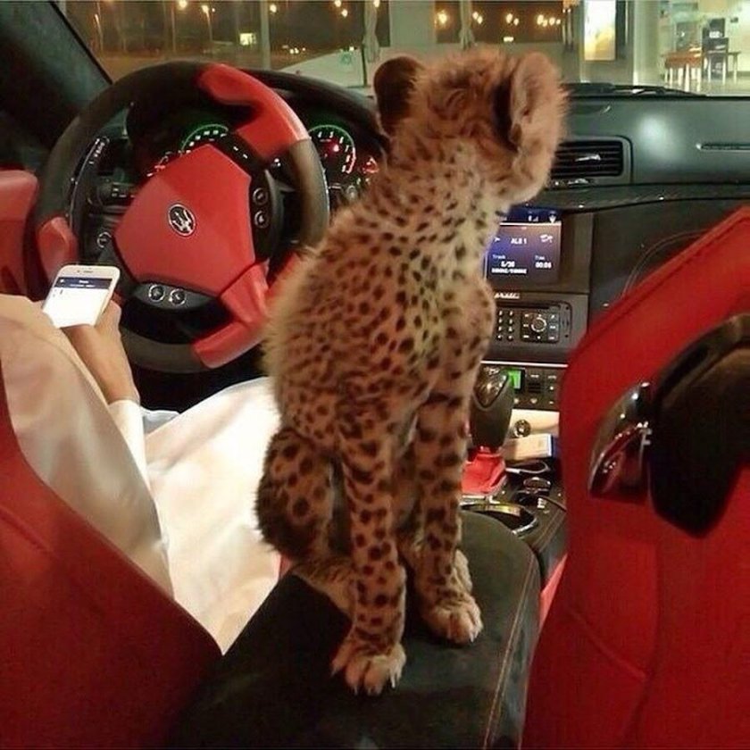 Гепард Дубай