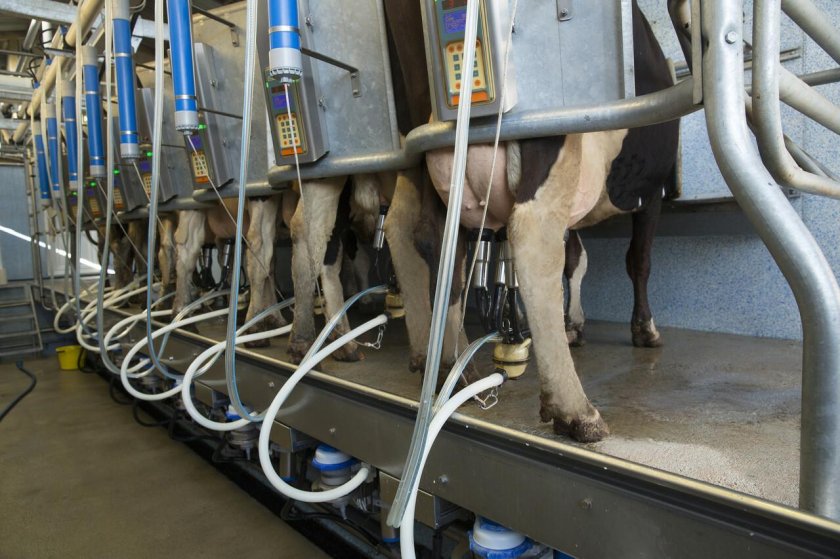 Доильный зал параллель 2х24