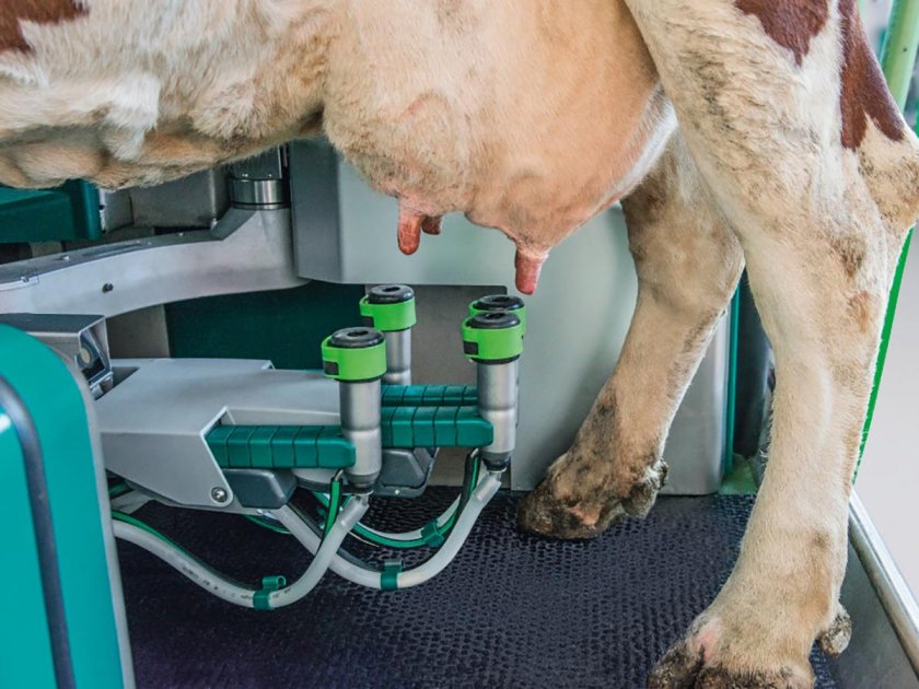Доильный аппарат Gea для коров