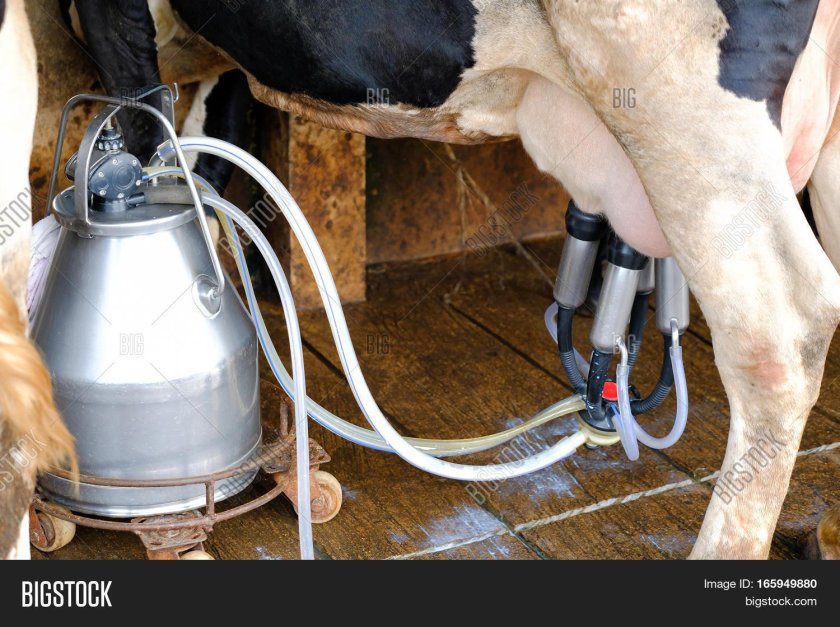 Аппарат доильный Майга дв 31.100-01