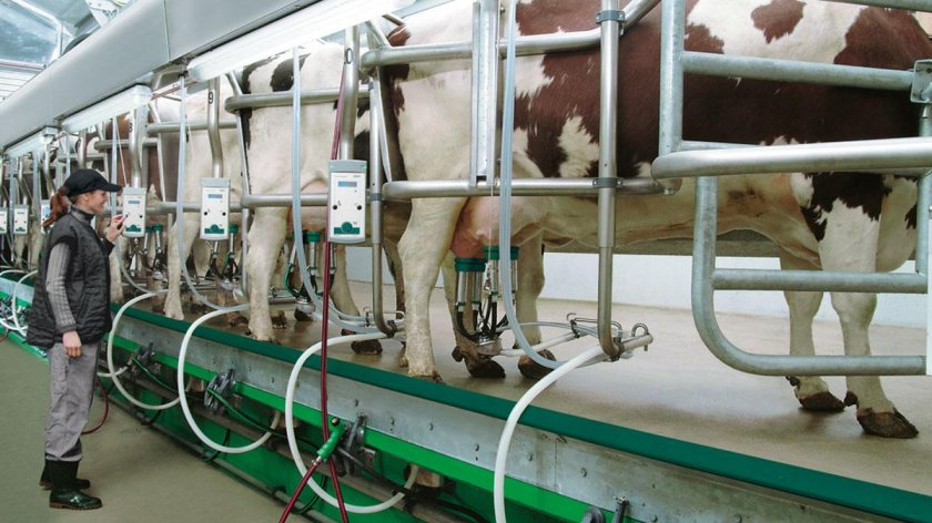 Доильный зал елочка Gea