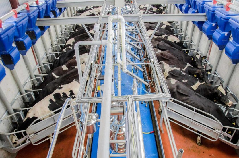 Доильный зал елочка 2х12