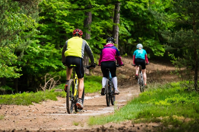 Велосипедная дорожка в лесу