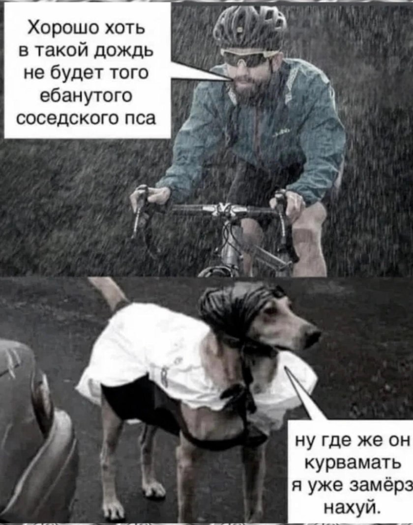 Юмор про собак