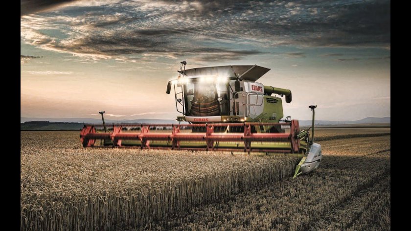 Поле пшеницы комбайн CLAAS