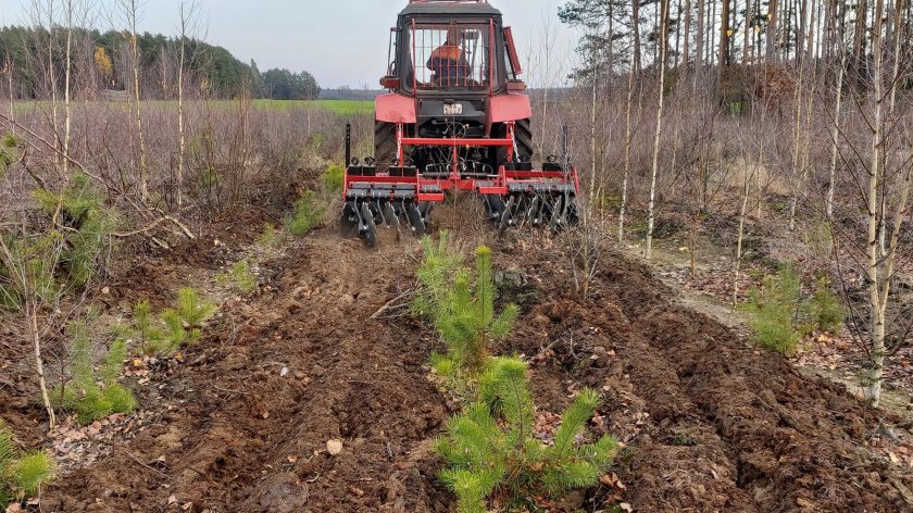 Борона Лесная