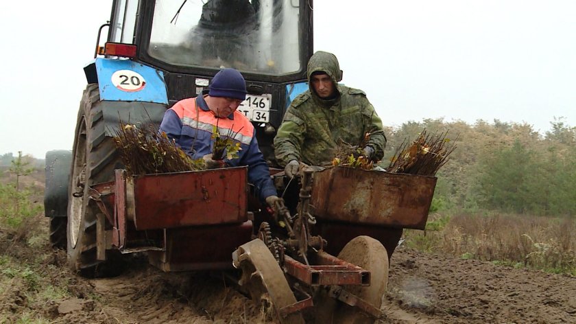 Механизированная посадка лесных культур