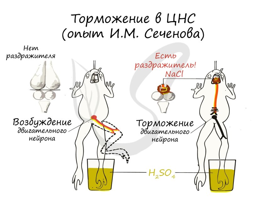 Опыт Сеченова с лягушкой