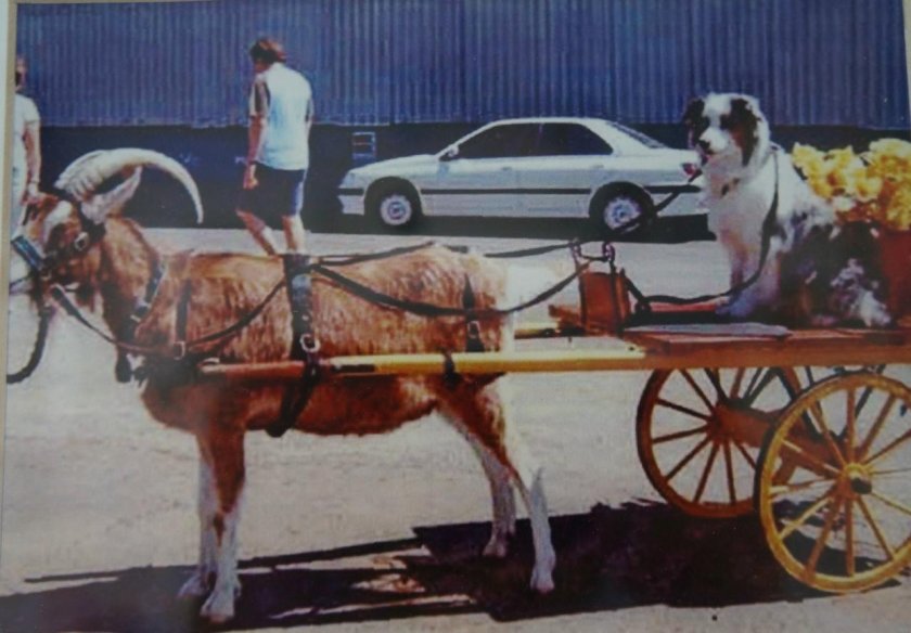 Тележка для козла