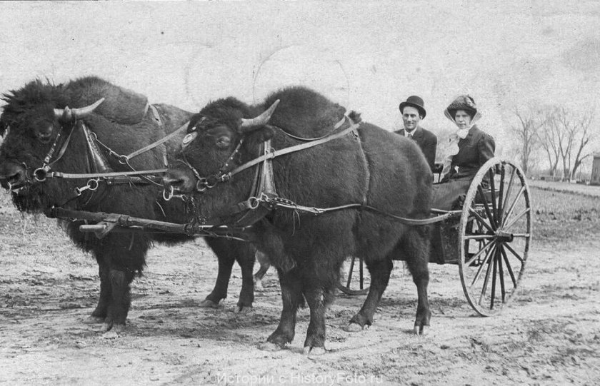 Сочи 1900 год Буйволы в упряжке