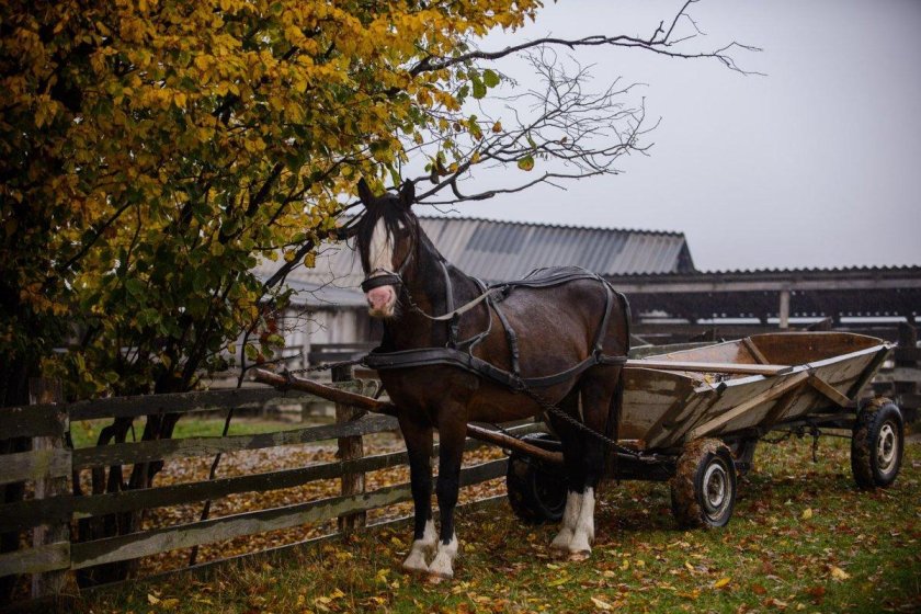 Телега двуколка для лошади