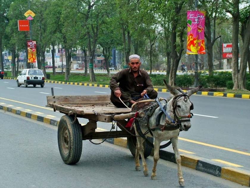 Ишак с телегой