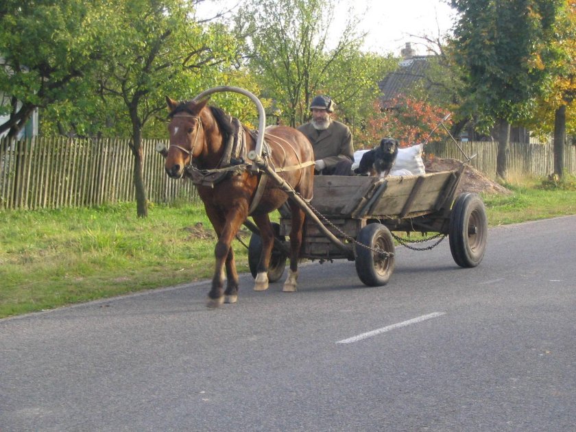 Лошадь запряженная в телегу