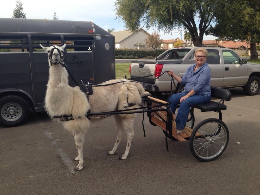 Осел в упряжке