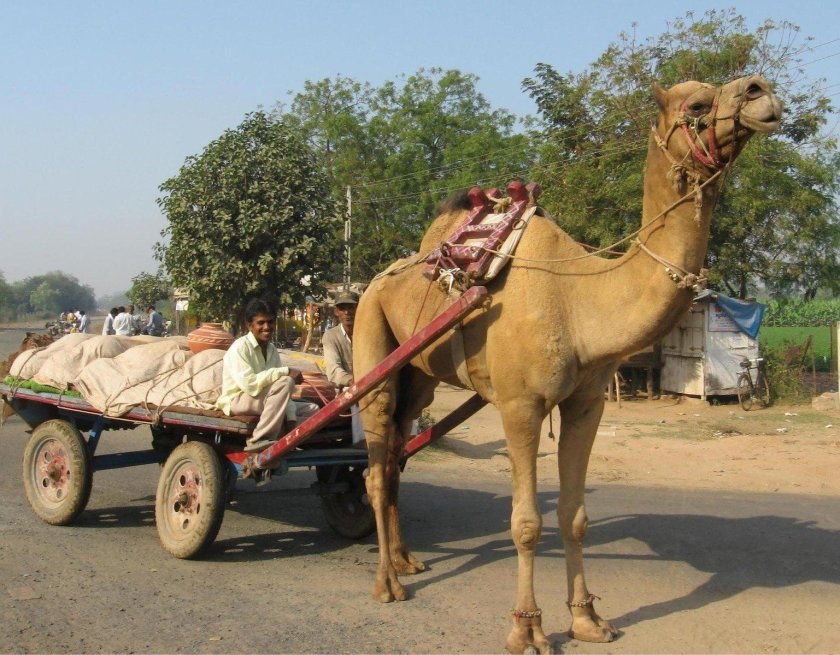 Гужевой транспорт верблюд