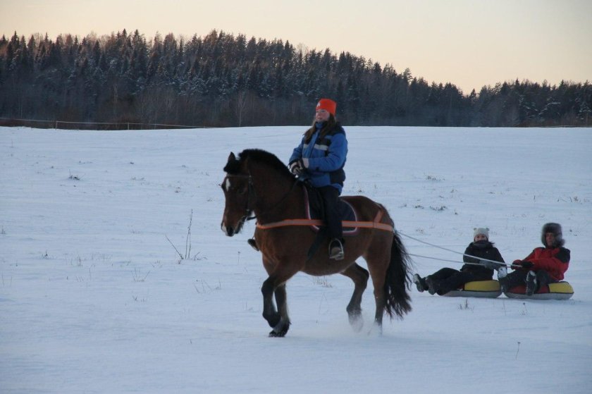 Тюбинг на лошадях