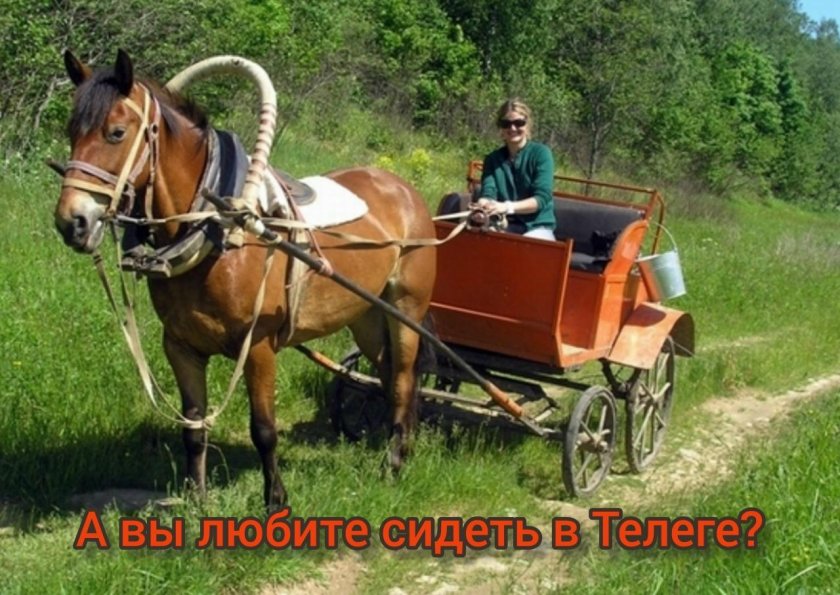Лошадь в телеге