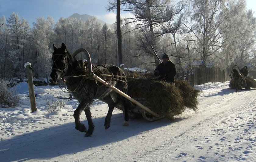 Лошадь с санями