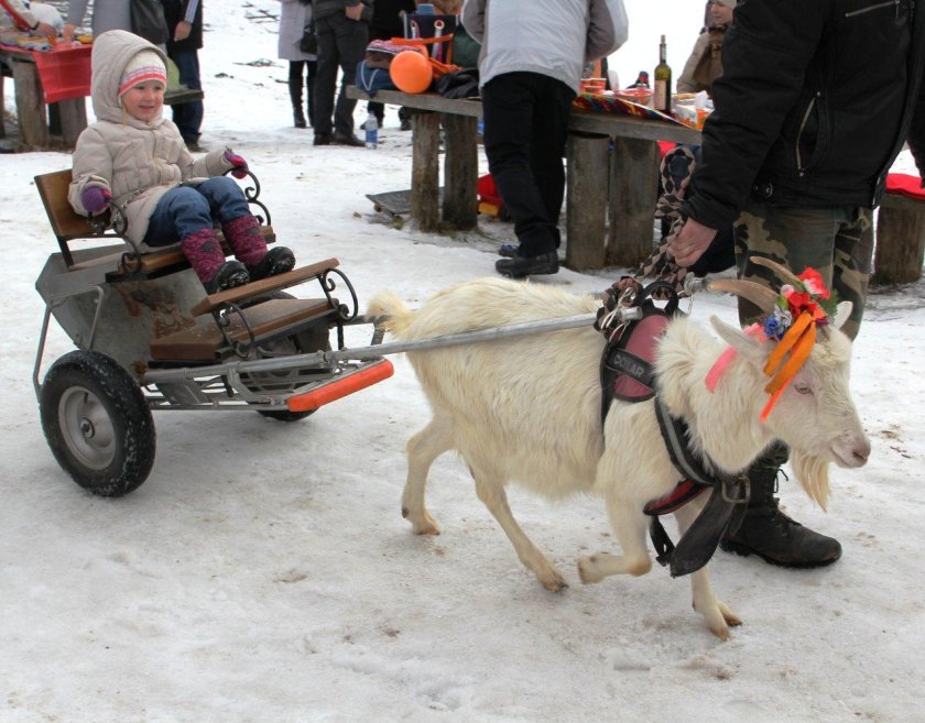 Упряжь для козла