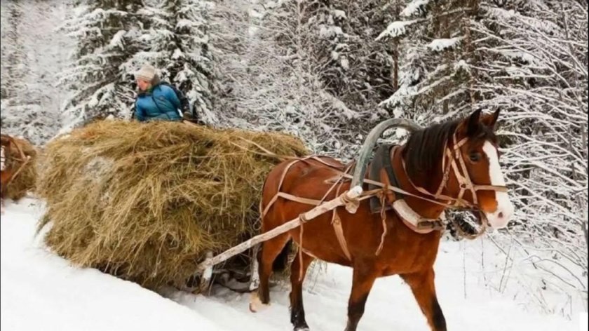 Лошадь с санями