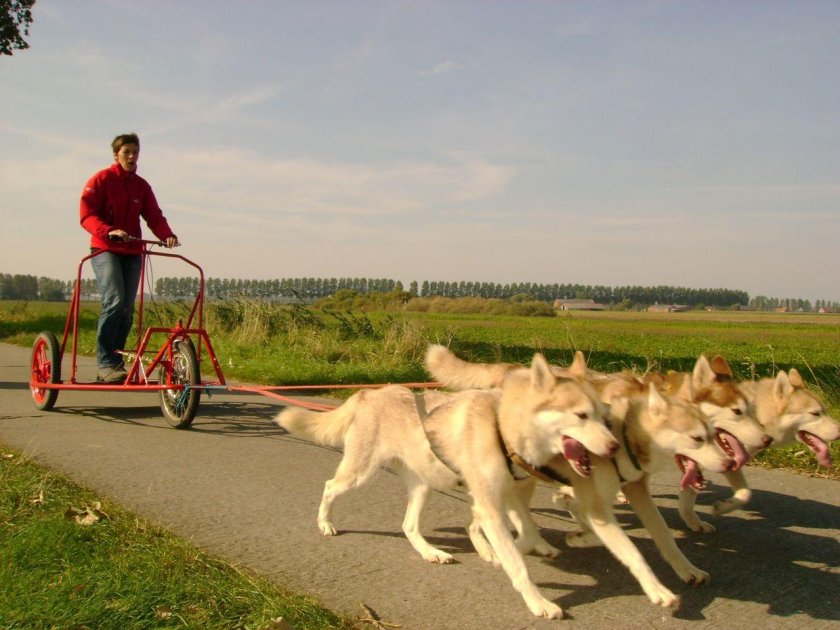 Тележка для собачьей упряжки