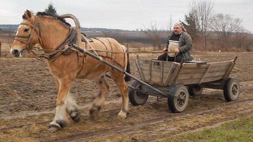 Лошадь запряженная в телегу
