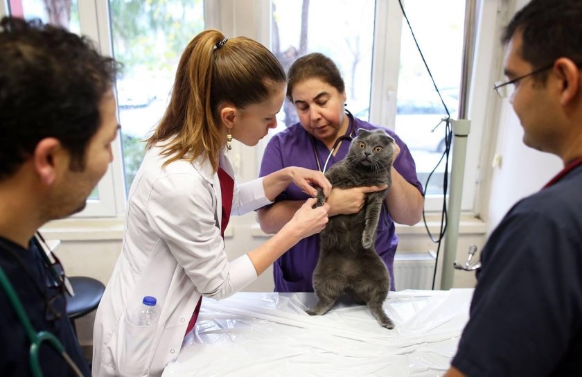 I work at an animal Hospital and help sick animals