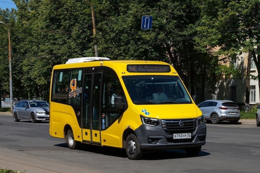 Газель желтая