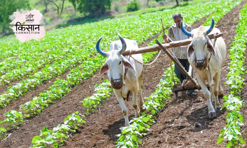 Сельское хозяйство Индии