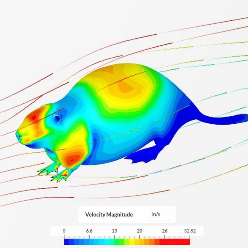 Аэродинамика бобра