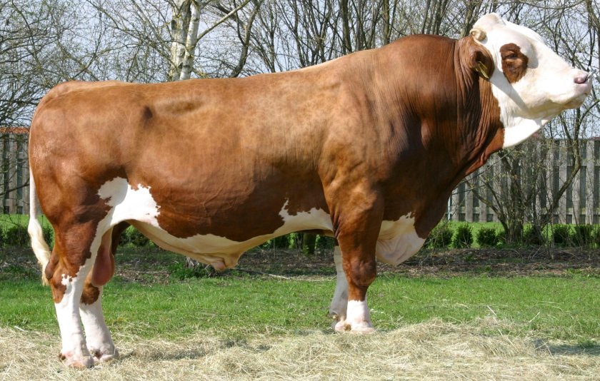 Симментал порода