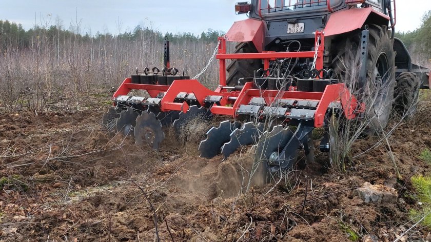 Борона Лесная