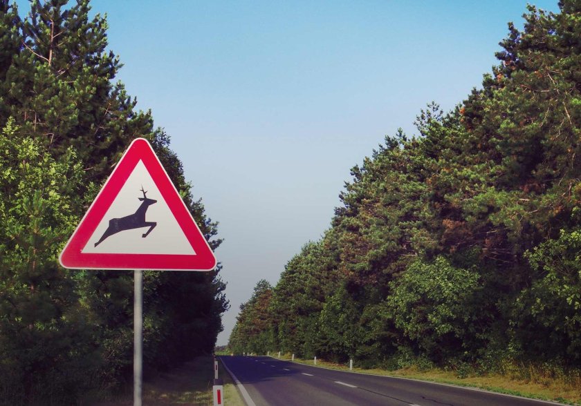 Знак животные на дороге