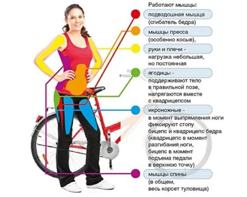 Мышцы задействованные при езде на велосипеде