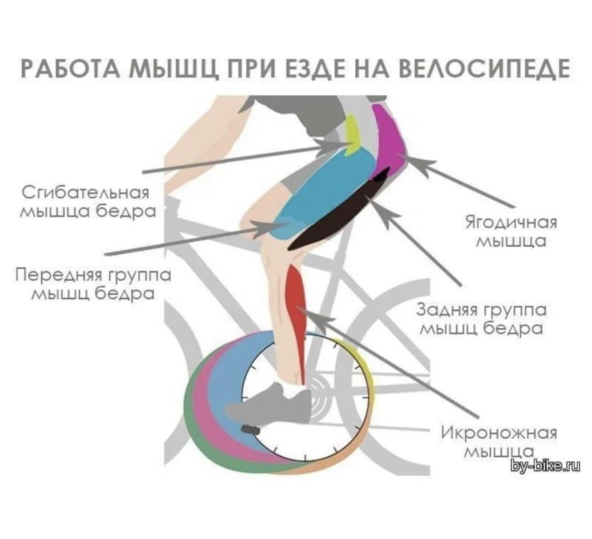 Велосипед мышцы задействованы
